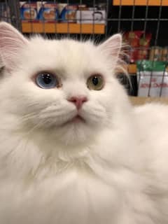 breeder white Persian male cat dual Eyes  large size