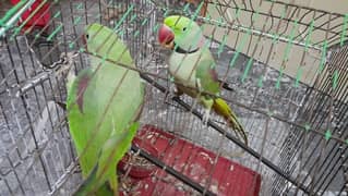 raw parrots 2 pair for sale in very reasonable price