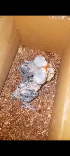 chicks