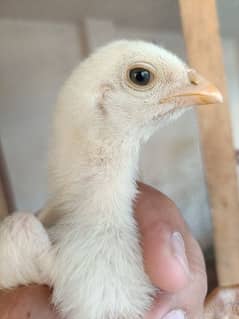 Heera aseel chicks for sale