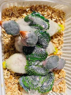 Talking parrot baby Raw Parrot chicks Pahari chicks Kashmiri raw chick