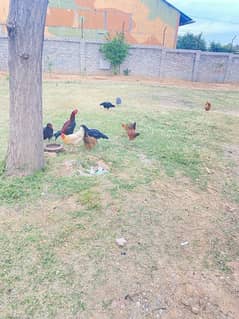 Desi hens for sale