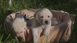 Lab puppy