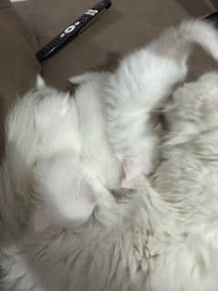 triple coat persian kittens