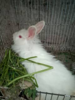 angora breeder female rabbit