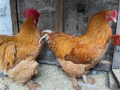 Golden Heavy Buff Male Fancy Hens Eggs Chick