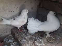 luckay pigeons