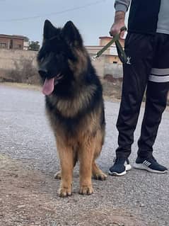 German shepherd male available for stud