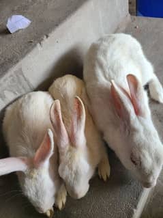 Rabbits for sale