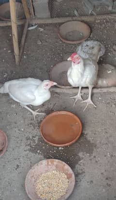 *Paper white Herra Aseel pair for sale Murgi anday day rahi hai