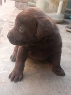 Labrador Chocolate Female Puppy