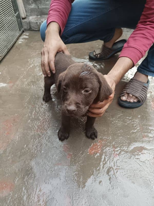 Labrador Chocolate Female Puppy 3