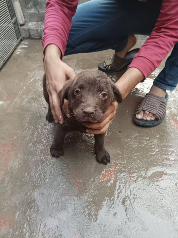 Labrador Chocolate Female Puppy 4