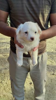 Russian Toy breed puppies