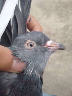 High flayer baby pigeon