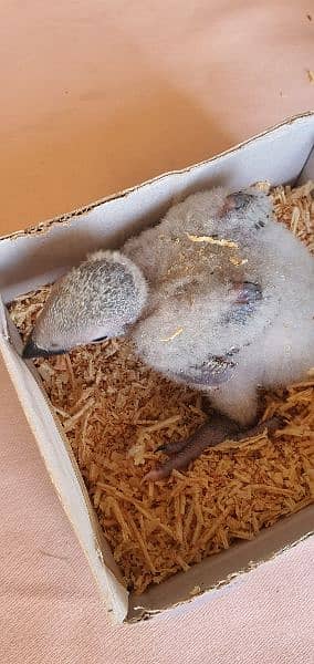 grey parrot nd ringneck chicks 1