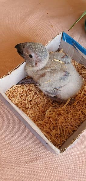 grey parrot nd ringneck chicks 2