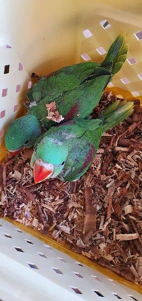 grey parrot nd ringneck chicks 5