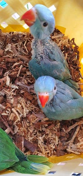 grey parrot nd ringneck chicks 7