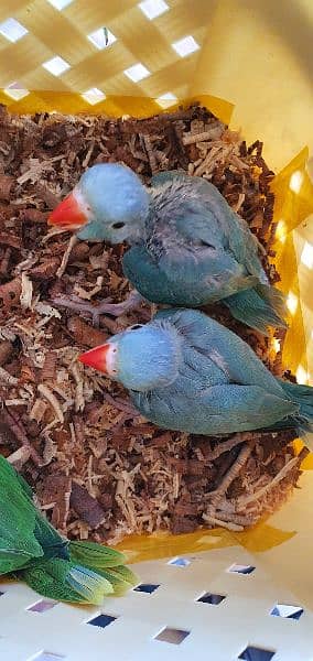 grey parrot nd ringneck chicks 8