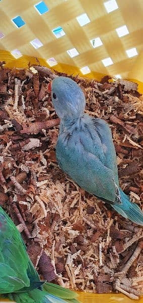 grey parrot nd ringneck chicks 9