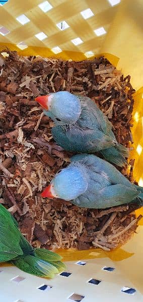 grey parrot nd ringneck chicks 11