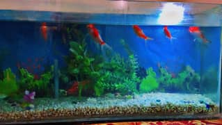 Big Aquarium  with fishes  & all accessories rabty k liye 03495272667