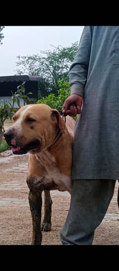 pitllbull or Labroder  ka cross h