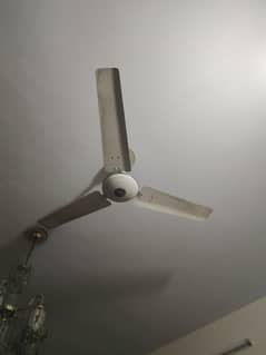 fan