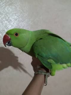 Hand tame ringneck parrot for sale