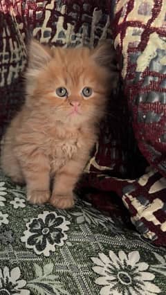 persian cat