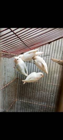 Albino Spilt Red Eyes Confirm Breeder pairs With Cage