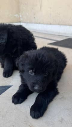 German shepherd Black puppies