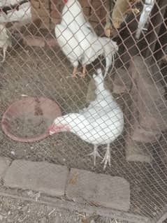 Desi pure white hen