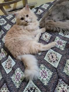 Persian Catt triple codid  female arjent  sell 3 month ki age ha