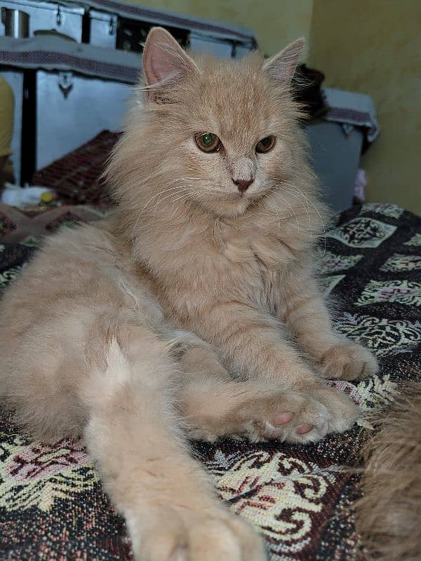 Persian Catt triple codid  female arjent  sell 3 month ki age ha 1