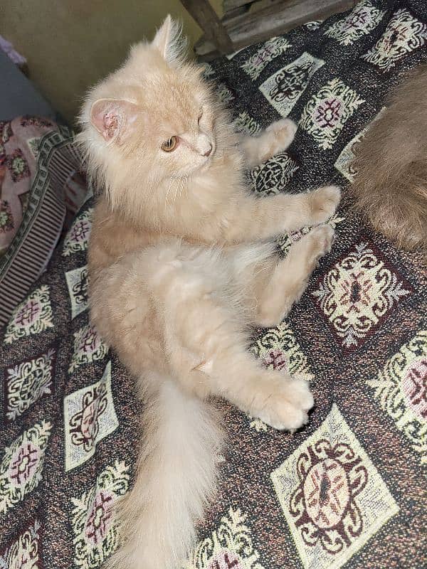 Persian Catt triple codid  female arjent  sell 3 month ki age ha 2