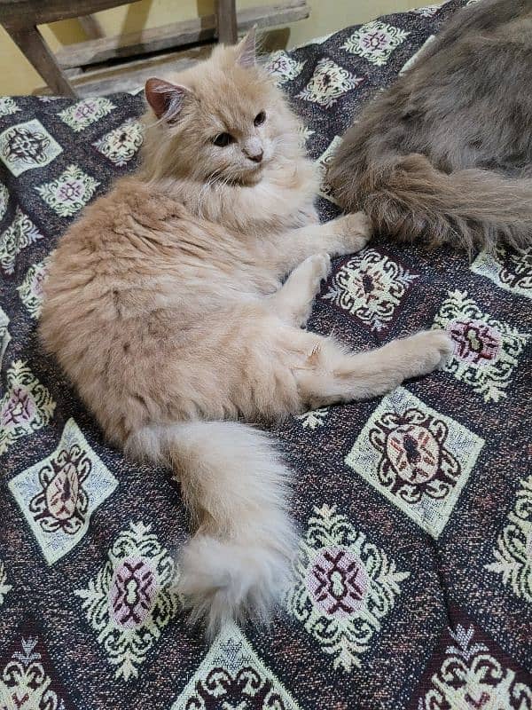 Persian Catt triple codid  female arjent  sell 3 month ki age ha 5