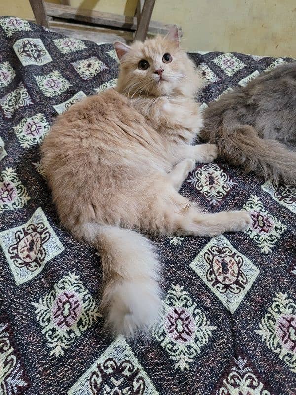 Persian Catt triple codid  female arjent  sell 3 month ki age ha 7