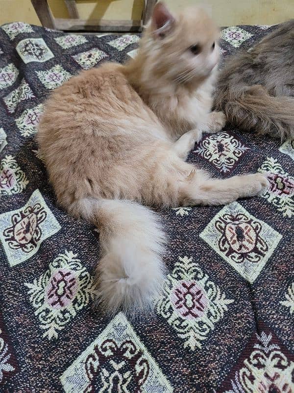 Persian Catt triple codid  female arjent  sell 3 month ki age ha 8