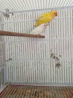 Lovebirds breeder pairs 100% with eggs.