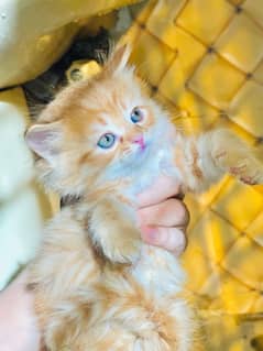 Persian kittens for sale triple coat