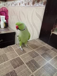 hand tame  Talking parrot