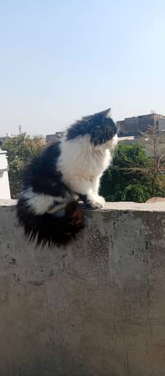 Persian triple coated male  03247627801