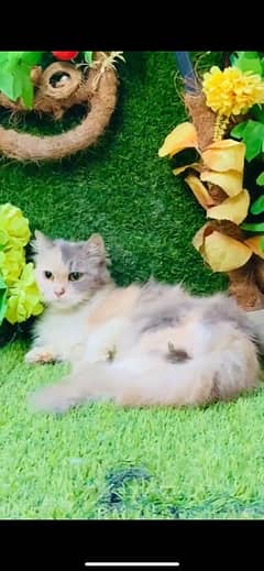 calico pregnant cat for sale