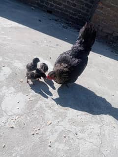 desi Murgi with chicks /desi Murgi/ Murgi for sale