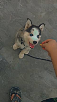 blue eyed female dog