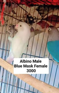 Love Birds Breeder Pairs Albino Split | Blue Mask | Peach Face