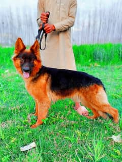 German shepherd female available for sale