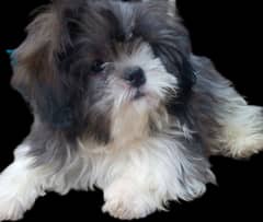 shihtzu female